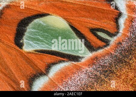 Atlas Moth (Attaacus Atlas) Makro Foto, das Detail der hindwing hyalinen Fenster. Stockfoto
