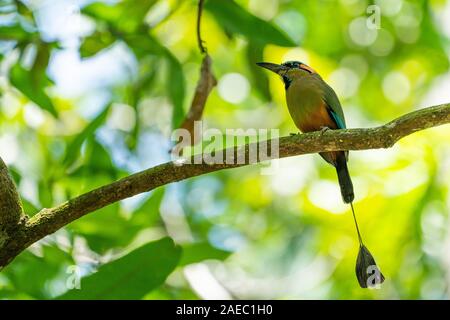 Das türkis-tiefsten motmot (Eumomota superciliosa) auch bekannt als Torogoz, Dieser Vogel ist in den Regenwäldern von Mexiko, Zentral- und Südamerika Stockfoto