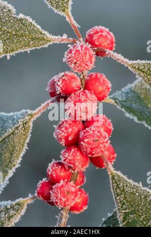 Winterberry Stechpalme (Ilex verticillata) Frost berry Cluster abgedeckt. Promised Land State Park, Poconos, Pennsylvania, November. Stockfoto