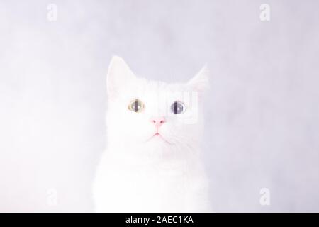 Porträt einer weißen Katze mit Heterochromia, seltsamen Augen, Hausbesetzungen auf Weiß isoliert. Stockfoto