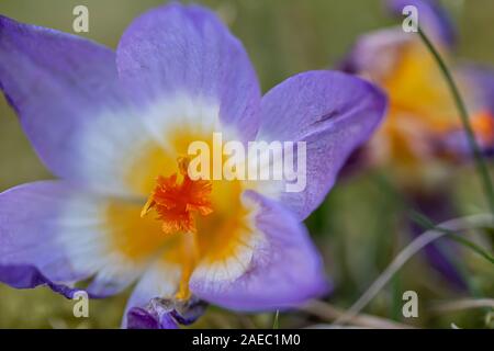 Krokus, Krokusse oder Plural croci ist eine Gattung von Blütenpflanzen in der iris Familie. Eine einzelne Krokus, ein paar Krokusse, einer Wiese, close-up Stockfoto