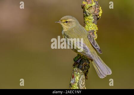 (Phasianus colchicus) Heckenbraunelle Dunnock • Baden-Württemberg, Deutschland Stockfoto