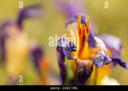 Krokus, Krokusse oder Plural croci ist eine Gattung von Blütenpflanzen in der iris Familie. Eine einzelne Krokus, ein paar Krokusse, einer Wiese, close-up Stockfoto