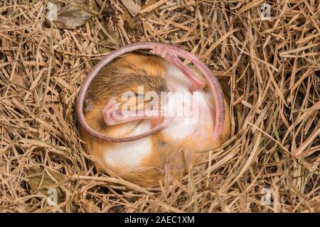 Woodland springende Maus (Napaezapus insignis) im Nest in Side Tunnel graben durch ein anderes Säugetier gebaut im Ruhezustand. Stockfoto