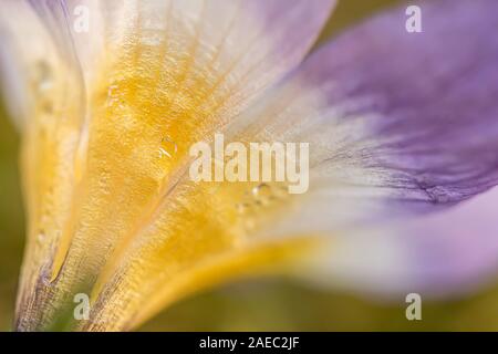 Krokus, Krokusse oder Plural croci ist eine Gattung von Blütenpflanzen in der iris Familie. Eine einzelne Krokus, ein paar Krokusse, einer Wiese, close-up Stockfoto