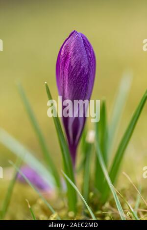 Krokus, Krokusse oder Plural croci ist eine Gattung von Blütenpflanzen in der iris Familie. Eine einzelne Krokus, ein paar Krokusse, einer Wiese, close-up Stockfoto