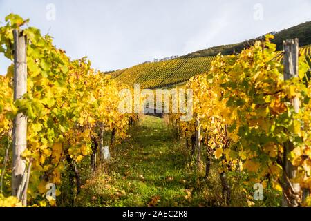 Mit Weinbergen in der Nähe von Bernkastel-Kues auf Mosel im Herbst mit gelben Blätter und grüne Gras auf dem Boden Stockfoto