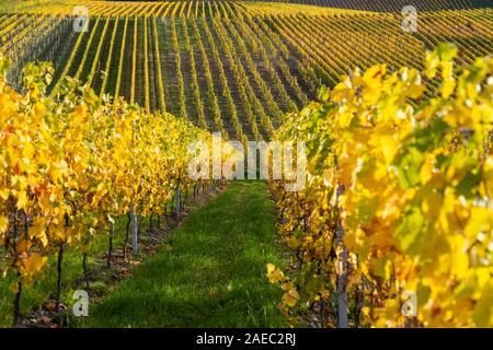 Mit Weinbergen in der Nähe von Bernkastel-Kues auf Mosel im Herbst mit gelben Blätter und grüne Gras auf dem Boden Stockfoto