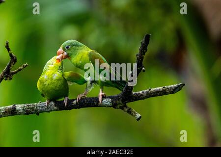Zwei Orange, dass Sittiche (Sperlingsvögel jugularis) auf einem Ast sitzend, Interaktion, fotografiert in der wilden, Costa Rica, Mittelamerika. Stockfoto