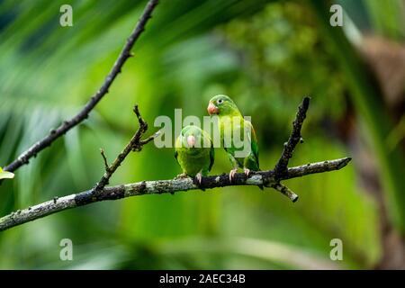 Zwei Orange, dass Sittiche (Sperlingsvögel jugularis) auf einem Ast sitzend, Interaktion, fotografiert in der wilden, Costa Rica, Mittelamerika. Stockfoto