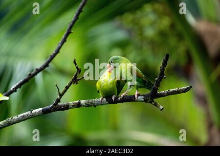 Zwei Orange, dass Sittiche (Sperlingsvögel jugularis) auf einem Ast sitzend, Interaktion, fotografiert in der wilden, Costa Rica, Mittelamerika. Stockfoto