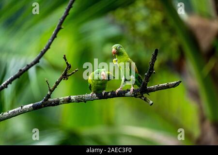 Zwei Orange, dass Sittiche (Sperlingsvögel jugularis) auf einem Ast sitzend, Interaktion, fotografiert in der wilden, Costa Rica, Mittelamerika. Stockfoto