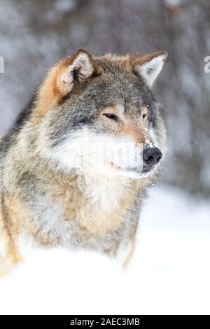 Fokussierte Wolf steht in einer wunderschönen und sehr kalten Winter Wald Stockfoto