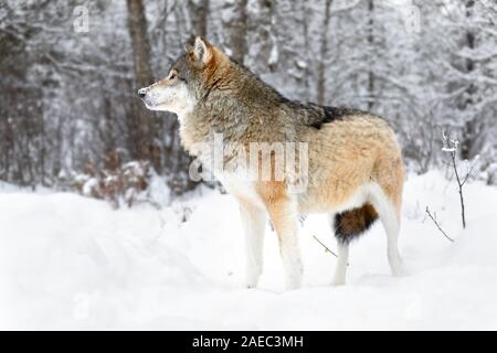 Fokussierte Alpha Male Wolf steht im Schnee im schönen Winter Forest Stockfoto