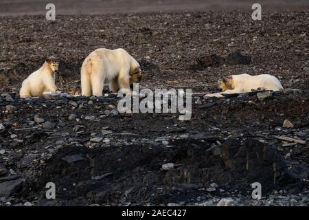 Mutter und zwei Polar bear Cubs (Ursus maritimus) in Spitzbergen, Svalbard, Norwegen Stockfoto