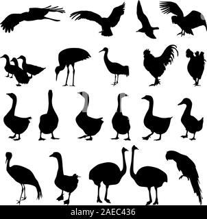 Silhouetten Set Vögel im Zoo Collection auf einem weißen Hintergrund. Vector Illustration. Stock Vektor