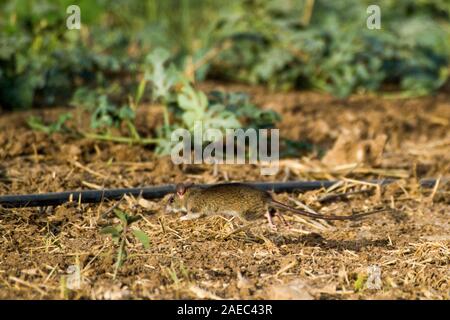 Schwarze Ratte (Rattus Rattus), auch bekannt als Schiff Ratte, Ratte, Dach oder Haus Ratte ist eine gemeinsame Long-tailed Nagetier der Ratte Gattung Rattus, fotografiert in Israe Stockfoto