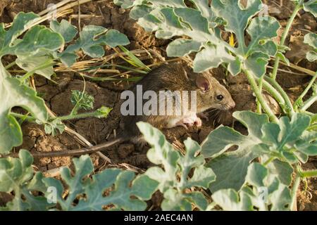 Schwarze Ratte (Rattus Rattus), auch bekannt als Schiff Ratte, Ratte, Dach oder Haus Ratte ist eine gemeinsame Long-tailed Nagetier der Ratte Gattung Rattus, fotografiert in Israe Stockfoto