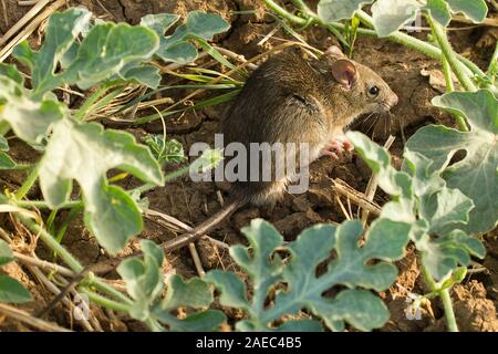 Schwarze Ratte (Rattus Rattus), auch bekannt als Schiff Ratte, Ratte, Dach oder Haus Ratte ist eine gemeinsame Long-tailed Nagetier der Ratte Gattung Rattus, fotografiert in Israe Stockfoto