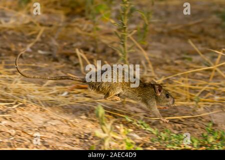 Schwarze Ratte (Rattus Rattus), auch bekannt als Schiff Ratte, Ratte, Dach oder Haus Ratte ist eine gemeinsame Long-tailed Nagetier der Ratte Gattung Rattus, fotografiert in Israe Stockfoto