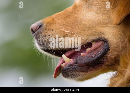 Nahaufnahme aus dem Mund eines Golden Retriever Hund, Deutschland Stockfoto