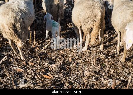Hirten in Norditalien, Dezember 2019 Stockfoto