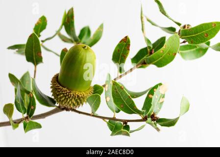 Grüne acorn auf Niederlassung und auf einem weißen backhround. Stockfoto