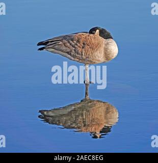 Eine Kanadagans, Branta canadensis, schlafend auf einem Bein im Sonnenschein, auf den Deschutes River in Oregon. Stockfoto