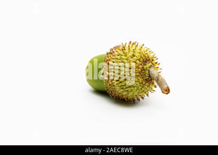 Nahaufnahme von Green Single acorn auf einem weißen Hintergrund. Stockfoto