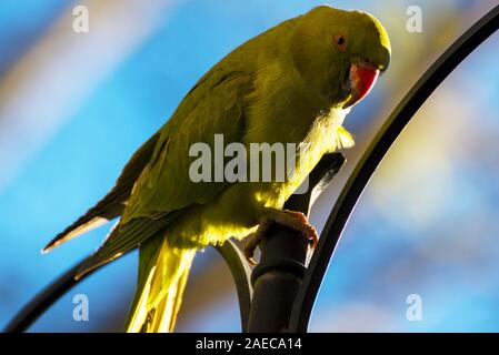 Psittacula Krameri, ein nicht-native Papagei, aber auch zu den Alpen angepasst hat. Stockfoto