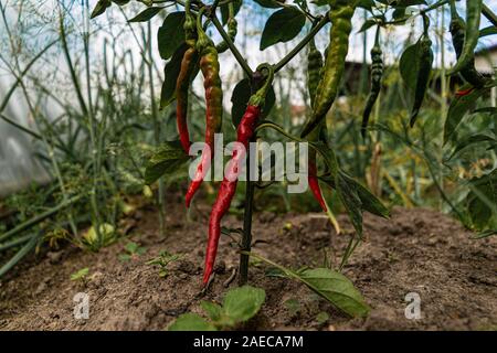 Wachsende chili peppers in einem Garten Stockfoto