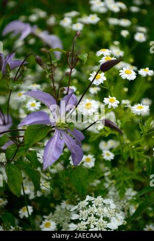 Clematis integrifolia Arabella, nicht Twining, klettern, klettern, kriechen, blau, blau-lila, Blüte, Blumen, Blüte, mehrjährig, RM Floral Stockfoto