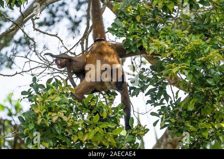 Frau und Baby Geoffroy's Spider monkey (Ateles geoffroyi) in einer Baumkrone. Auch als Die schwarze Hand spider Monkey genannt, ist eine Pflanzenart aus der Gattung der Klammeraffen, Stockfoto