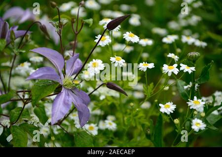 Clematis integrifolia Arabella, nicht Twining, klettern, klettern, kriechen, blau, blau-lila, Blüte, Blumen, Blüte, mehrjährig, RM Floral Stockfoto