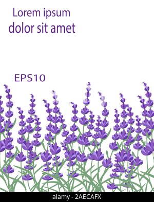 Lavendel Hintergrund mit Kopie Platz für Ihren Text. Blume Broschüre. Mockup für Design. Vector EPS 10. Stock Vektor