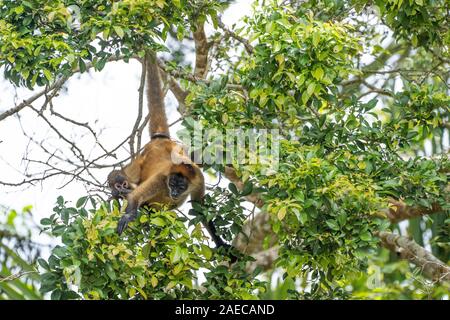 Frau und Baby Geoffroy's Spider monkey (Ateles geoffroyi) in einer Baumkrone. Auch als Die schwarze Hand spider Monkey genannt, ist eine Pflanzenart aus der Gattung der Klammeraffen, Stockfoto