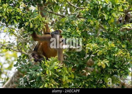 Frau und Baby Geoffroy's Spider monkey (Ateles geoffroyi) in einer Baumkrone. Auch als Die schwarze Hand spider Monkey genannt, ist eine Pflanzenart aus der Gattung der Klammeraffen, Stockfoto