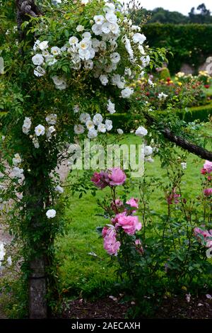 Rosa Adélaide d'Orléans, rose Ulrike d'Orléans, Blume, weiß, Rambler, Wanderungen, Seil, Seile, Bergsteigen, Bergsteiger, Blumen, blühenden, duftenden, duftende, RM Flora Stockfoto