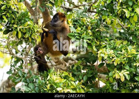 Frau und Baby Geoffroy's Spider monkey (Ateles geoffroyi) in einer Baumkrone. Auch als Die schwarze Hand spider Monkey genannt, ist eine Pflanzenart aus der Gattung der Klammeraffen, Stockfoto