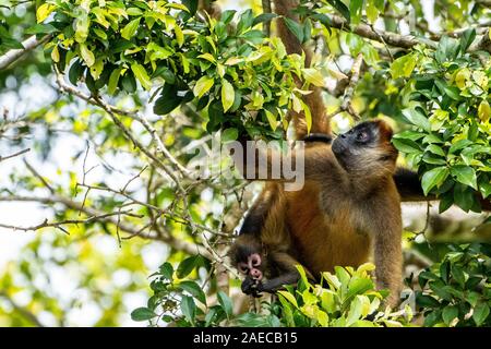 Frau und Baby Geoffroy's Spider monkey (Ateles geoffroyi) in einer Baumkrone. Auch als Die schwarze Hand spider Monkey genannt, ist eine Pflanzenart aus der Gattung der Klammeraffen, Stockfoto
