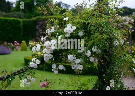 Rosa Adélaide d'Orléans, rose Ulrike d'Orléans, Blume, weiß, Rambler, Wanderungen, Seil, Seile, Bergsteigen, Bergsteiger, Blumen, blühenden, duftenden, duftende, RM Flora Stockfoto