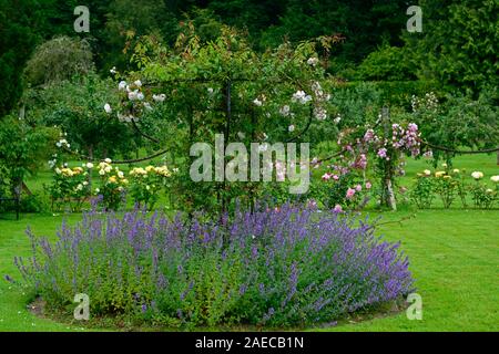 Rosa Adélaide d'Orléans, rose Ulrike d'Orléans, Blume, weiß, Rambler, Wanderungen, Pergola, underplanted, underplanting, nepeta, Blumen, blühenden, duftenden, Sc Stockfoto