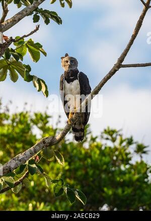 Eine wilde Harpyie (Harpia harpyja) auf einem cecropia Baum im Amazon Wald thront. Cangucu, Bundesstaat Tocantins, Brasilien. Stockfoto