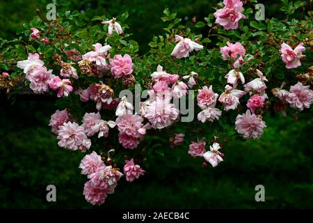 Rosa Francois juranville, rose Francois juranville, Coral Pink Blumen, Pergola, Pergolen, Rambler, Wandern, Klettern, Bergsteiger, Blumen, blühenden, duftenden, Sc Stockfoto