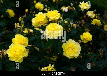 Rosa korresia korresia, Rose, Blume, Blumen, floribunda, Bush, Strauch, Rosen, duftenden, duftende, RM Floral Stockfoto