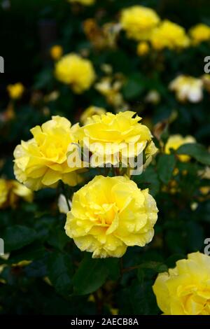 Rosa korresia korresia, Rose, Blume, Blumen, floribunda, Bush, Strauch, Rosen, duftenden, duftende, RM Floral Stockfoto