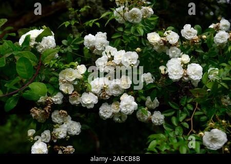 Die rosa Sander weiß, rosa Sander's White, weiße Blumen, Pergola, Pergolen, Rambler, Wandern, Klettern, Bergsteiger, Blumen, blühenden, duftenden, duftende, RM Floral Stockfoto