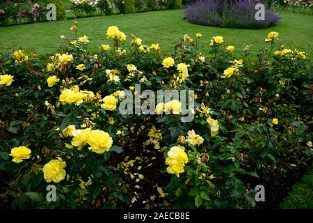 Rosa korresia korresia, Rose, Blume, Blumen, floribunda, Bush, Strauch, Rosen, duftenden, duftende, RM Floral Stockfoto