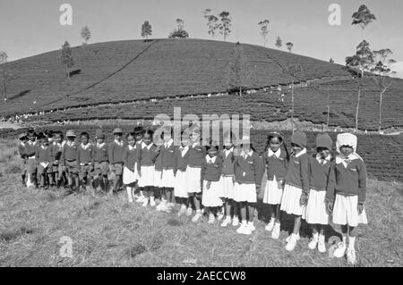 Sri Lanka: Schoolkids in der Teeplantagen in der Nähe von Nurya Eliya auf Sri Lanka Insel posing Stockfoto