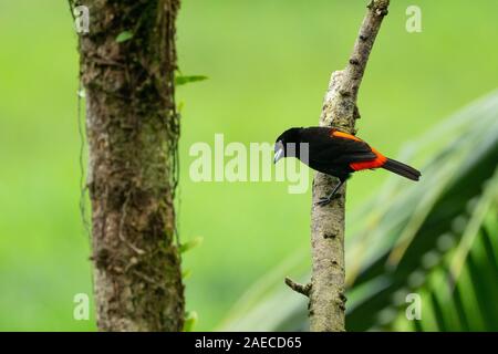 Männliche scarlet-rumped tanager oder Passerini tanager (Ramphocelus passerinii) auf einem Ast sitzend. Diese SONGBIRD von tropischen Mittelamerika, Feeds auf i Stockfoto